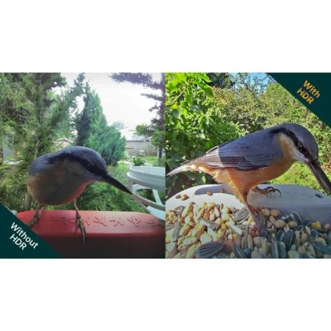 BirdyCam Mangiatoia Con Fotocamera Solare - Riprese HD Uccelli E Animali Da Giardino Con Rilevamento Movimento - Foto 3
